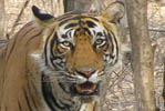 Tiger Ranthambhore National Park