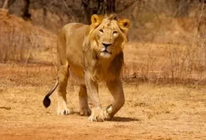 A majestic Asiatic lion resting in its natural habitat at Gir National Park, featured on the 16 Days Complete Gujarat Tour.