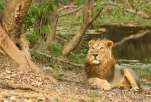Asiatic Lion at Gir National Park during 5 Days Gujarat Wildlife Tour Package in Gujarat