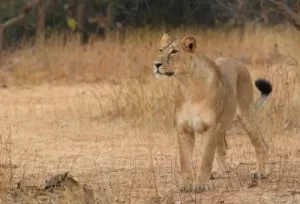 A majestic lioness in her natural habitat at Gir National Park, featured on the 6 Days Ahmedabad Saurashtra Tour Itinerary.