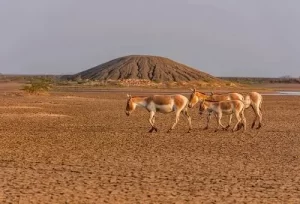 The vast, unique landscapes and wildlife of the Little Rann of Kutch Sanctuary, featured on the 6 Days Rural Gujarat Tour Package.
