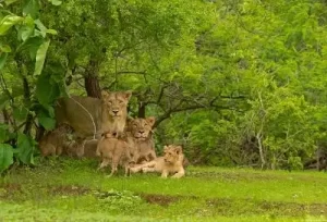 A majestic lion family resting together in their natural habitat at Gir National Park, featured on the 8 Days Gujarat Wildlife Tour.
