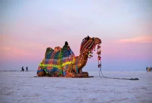 A beautifully decorated camel standing on the vast, mesmerizing salt flats of the White Rann, featured on the 8 Days Vibrant Gujarat Tour.