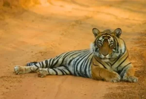 A majestic Royal Bengal Tiger resting in its natural habitat at Ranthambore National Park, featured on the 9 Days Gujarat Rajasthan Wildlife Tour.