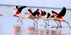 A flock of vibrant migratory flamingos wading through the tranquil waters of Nalsarovar Bird Sanctuary, captured during a private early morning boat safari from Ahmedabad.