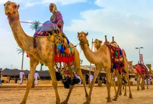 A group of happy travelers enjoying a camel ride at the Pushkar Camel Fair during a cultural Rajasthan fairs and festivals tour.