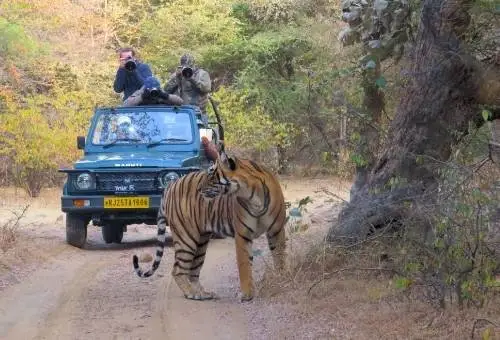 A majestic tiger spotted in its natural habitat during a thrilling jeep safari in Ranthambore, a key highlight of our custom Rajasthan wildlife tours.