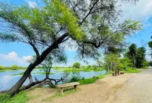A peaceful paved path lined with benches inside the UNESCO-listed Keoladeo National Park, explored during a Bharatpur bird-watching day trip from Delhi.
