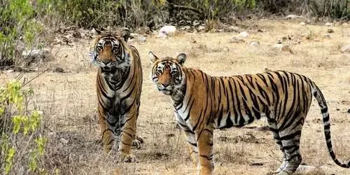Royal Bengal Tigers at Ranthambore National Park, a thrilling highlight included in our multi-day, customized Rajasthan wildlife tour packages.